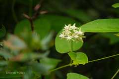 Cynanchum auriculatum